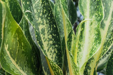 Aglonema Pamuk Prenses. Aglaonema, Araceae familyasından her yerde yaşayabilen bir bitki cinsidir..