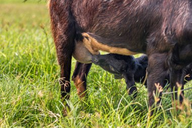 Genç siyah keçiler annelerinden süt içerler.