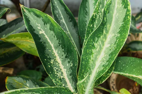 Aglonema Pamuk Prenses. Aglaonema, Araceae familyasından her yerde yaşayabilen bir bitki cinsidir..
