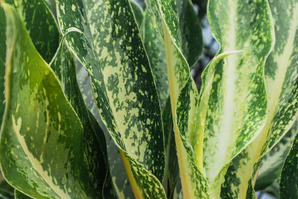 Aglonema Pamuk Prenses. Aglaonema, Araceae familyasından her yerde yaşayabilen bir bitki cinsidir..