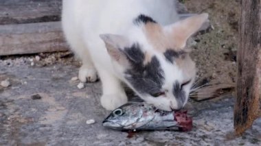 Kedi 'nin çiğ uskumru yediği yere yakın dur.