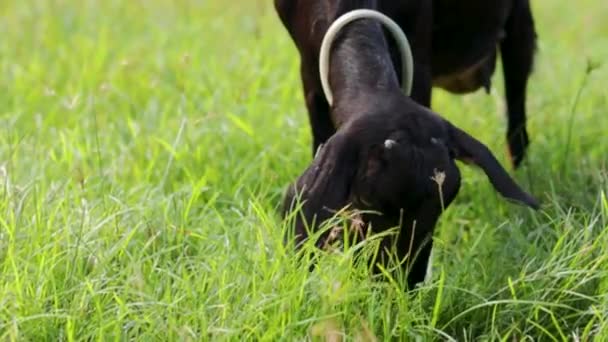 Cabra Negra Comendo Grama Fresca — Vídeo de Stock