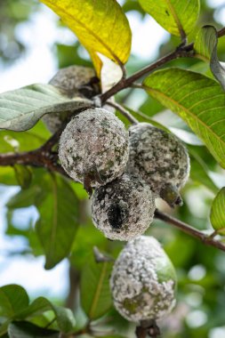 Guava ağaçlarına Mealybug saldırısı. Mealybug (Planococcus lilacinus), süs bitkilerine ve meyve ağaçlarına zarar veren bir çoklu haşeredir..