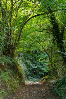Ağaçların arasında bir patika