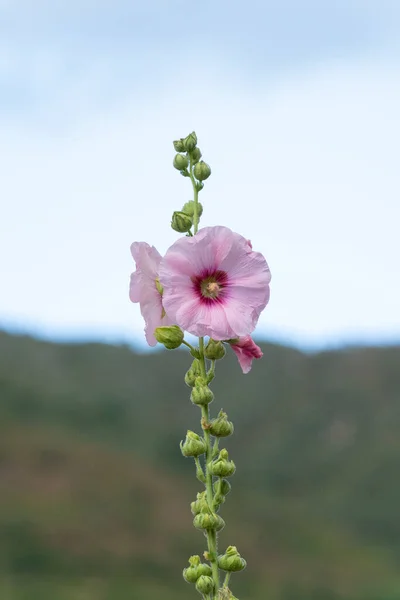 Vertical Pink Flower Mountainous Landscape Blue Sky — Stock Photo, Image