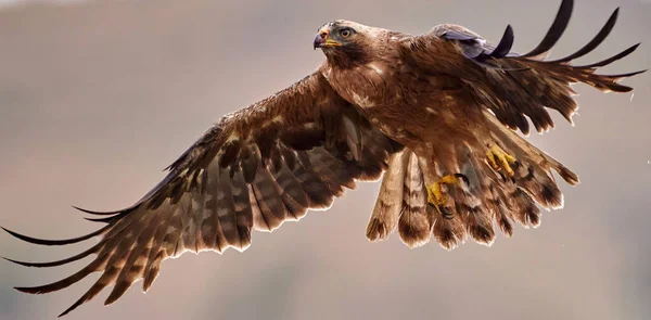 Águila Arranque Aquila Pennata Hábitat Natural — Foto de Stock