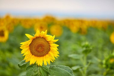 Ayçiçeği. Ayçiçeği tarlası (Helianthus annuus) Yaz manzarası.