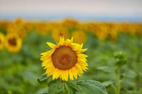 Ayçiçeği. Ayçiçeği tarlası (Helianthus annuus) Yaz manzarası.