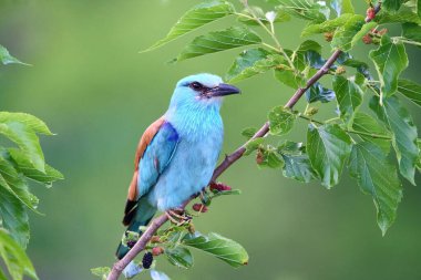 Doğal ortamında Avrupa Roller 'i (Coracias garrulus)