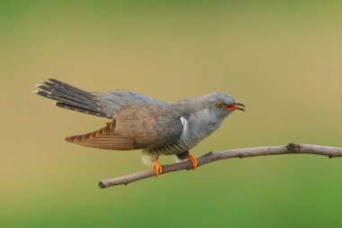 Cuckoo (Cuculus canorus) doğal ortamında