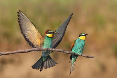 doğal yaşam alanı olarak Avrupa arı kuşugiller (arı kuşu apiaster)