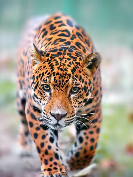 Ягуар Джунглях Ягуар Естественной Среде Обитания — стоковое фото