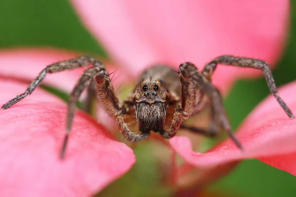 Kurt örümceği doğal ortamında. Lycosidae