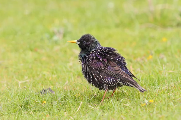Avrupa Sığırcığı (Sturnus vulgaris) doğal yaşam alanında