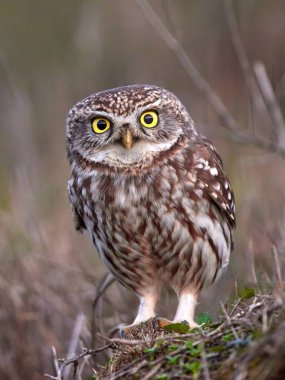 Doğal yaşam alanında küçük baykuş (Athene noctua).
