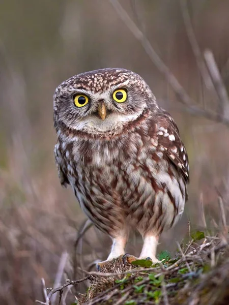 Little Owl Athene Noctua Natural Habitat — Stock Photo, Image
