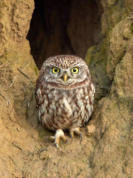 Doğal yaşam alanında küçük baykuş (Athene noctua).