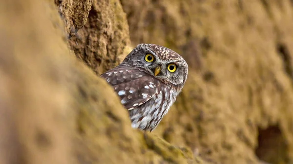 Doğal yaşam alanında küçük baykuş (Athene noctua).
