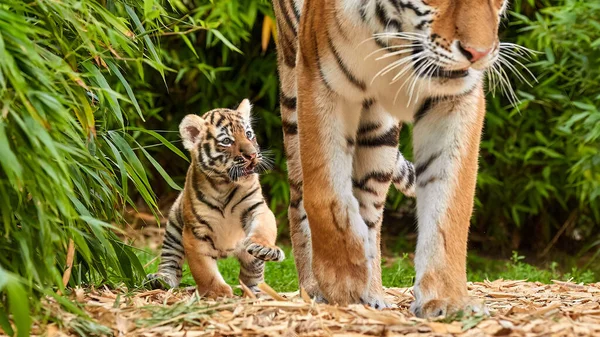 Тигренок Гуляющий Своей Матерью Амурским Тигром Panthera — стоковое фото