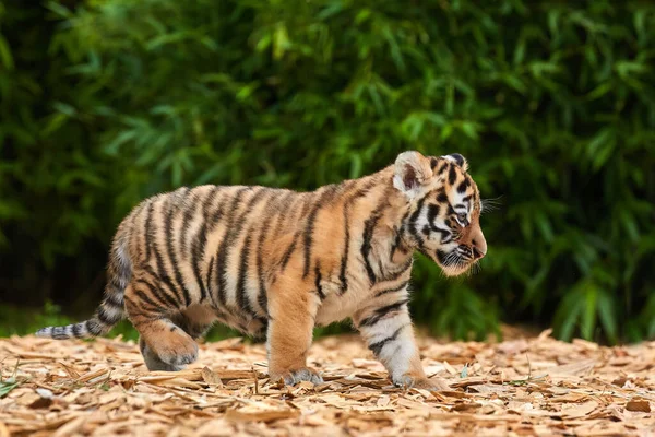 Cute Tygrys Dziecko Portret Zewnątrz Amur Tygrys — Zdjęcie stockowe