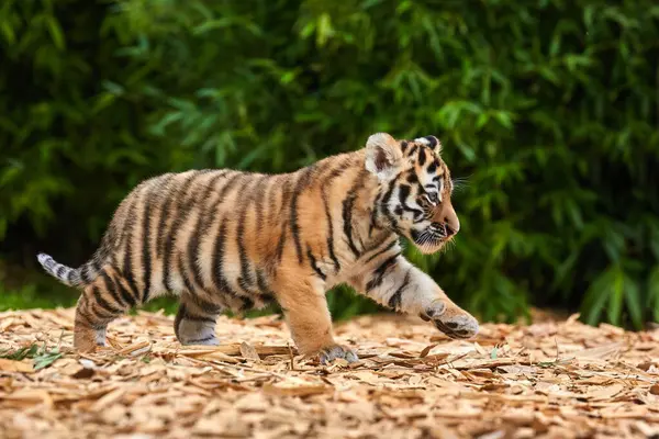 Cute tiger baby portrait outdoor, amur tiger