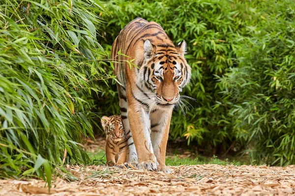 Tiger Cub Περπάτημα Μητέρα Του Amur Τίγρη Panthera Tigris — Φωτογραφία Αρχείου