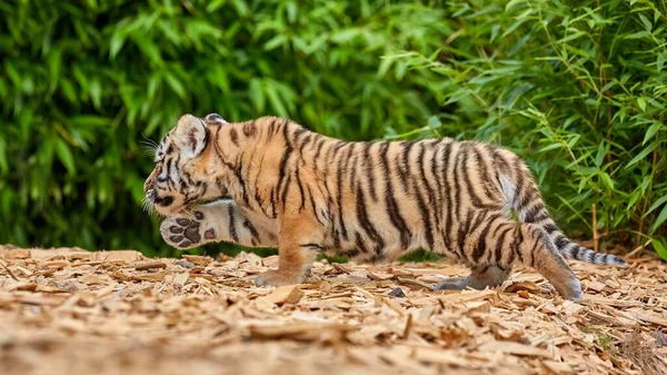 Cute tiger baby portrait outdoor, amur tiger