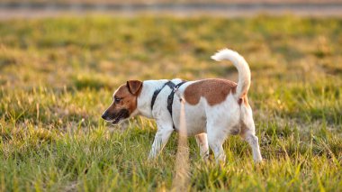 Jack Russell köpek gün batımında parkta yürüyor.