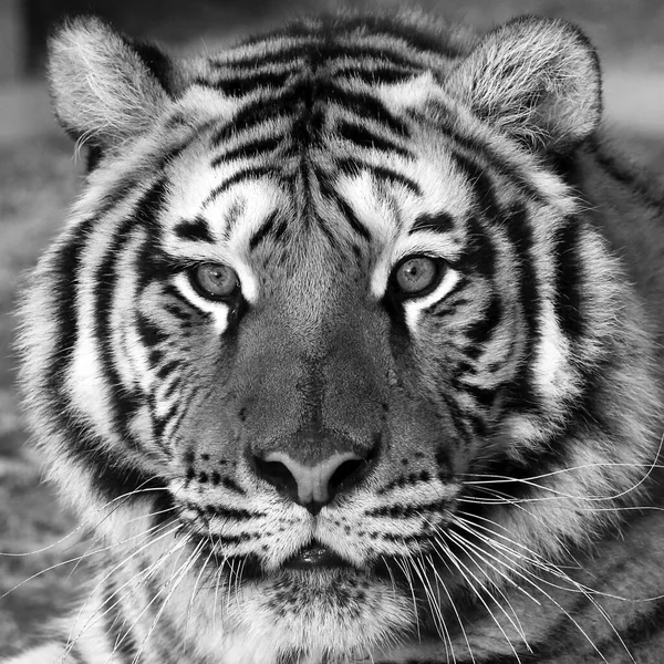 虎脸特写 在自然栖息地 — 图库照片