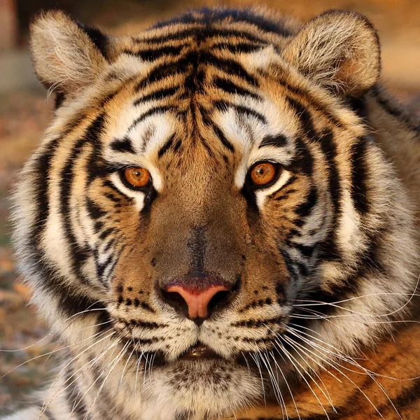 Gros Plan Visage Tigre Dans Habitat Naturel — Photo