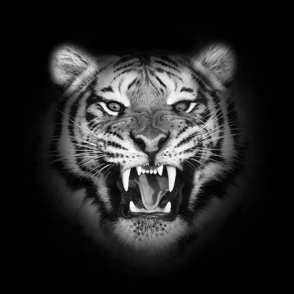 Close Tiger Volto Isolato Sfondo Nero — Foto Stock