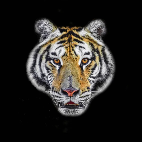 Gros Plan Face Tigre Isolée Sur Fond Noir — Photo