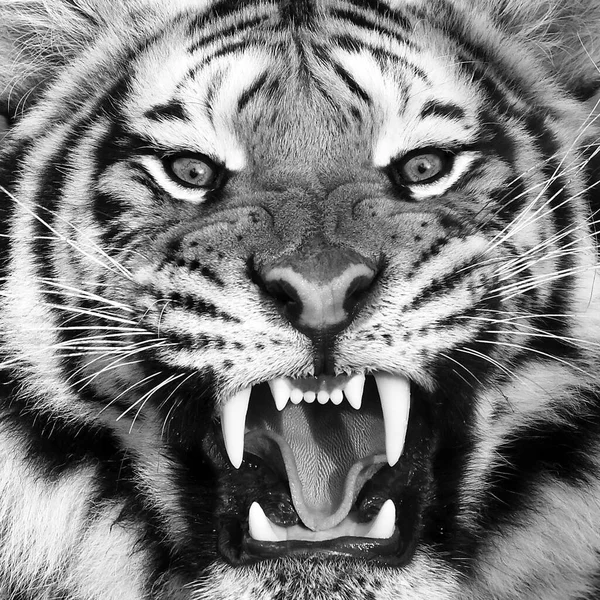 Tiger Close Face Natural Habitat — Stock Photo, Image