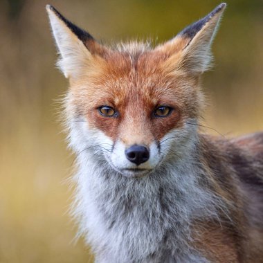 Ormandaki bir kızıl tilkiye yaklaş (Vulpes vulpes)