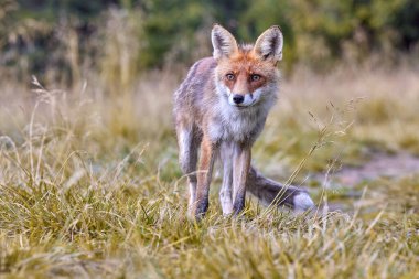 Kızıl Tilki, doğal ortamdaki bulanık arka plan üzerine (Vulpes vulpes)