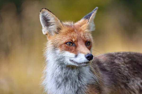 Kızıl Tilki, doğal ortamdaki bulanık arka plan üzerine (Vulpes vulpes)