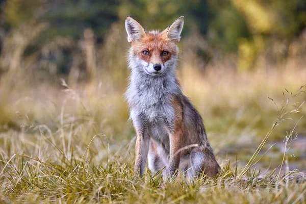 Κόκκινη Αλεπού Θολή Φόντο Στο Φυσικό Περιβάλλον Vulpes Vulpes — Φωτογραφία Αρχείου