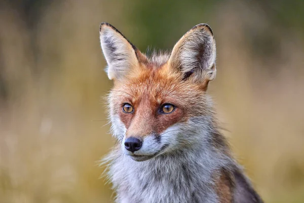 Close Red Fox Forest Vulpes Vulpes — Stock Photo, Image
