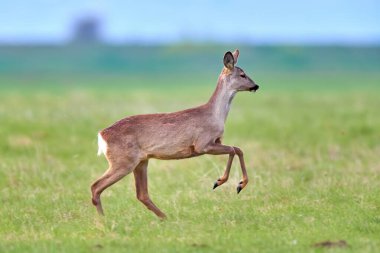 Roe geyiği (Capreolus capreolus) dişi, doğal yaşam alanında.