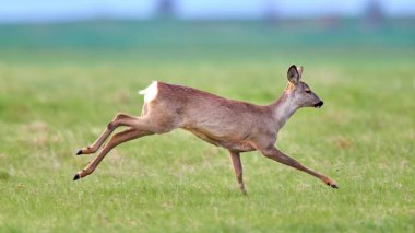Roe geyiği (Capreolus capreolus) dişi, doğal yaşam alanında.