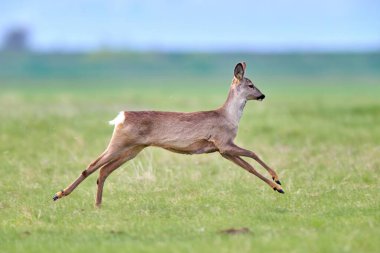Roe geyiği (Capreolus capreolus) dişi, doğal yaşam alanında.