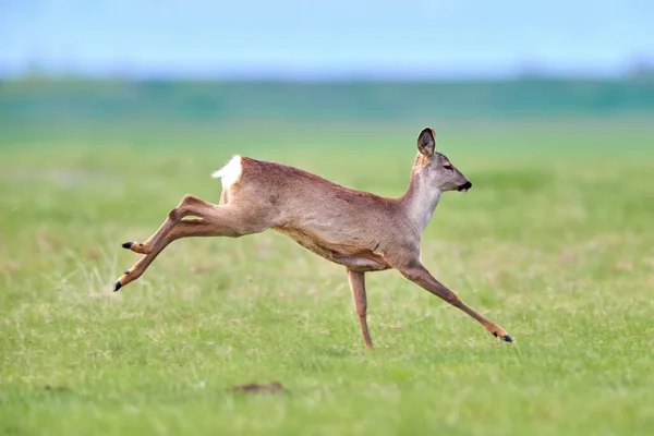 Roe geyiği (Capreolus capreolus) dişi, doğal yaşam alanında.