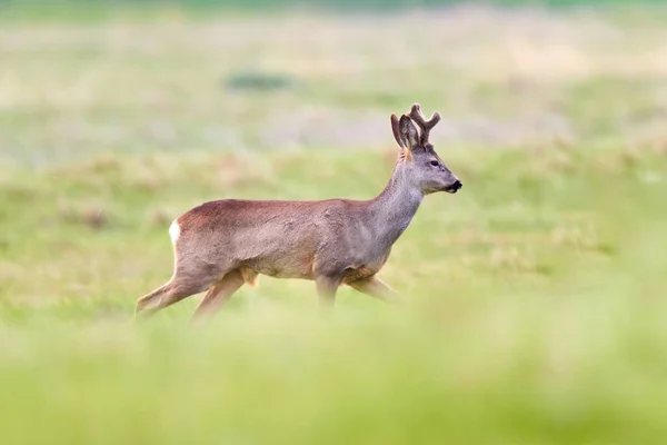 Roe geyiği, capreolus capreolus, taze yaz ortamında bir çayırda yürüyor.