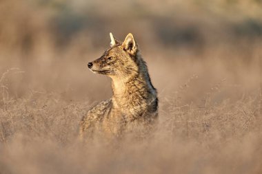 Altın Çakal, Canis Aureus doğal ortamında.