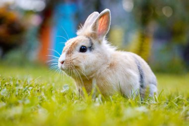 Güzel kürklü bebek beyaz ve kahverengi tavşan Bokeh Doğa 'nın arka planında yeşil çimlerde otururken bir şeye bakıyor. Sevimli tavşan oynuyor ve yeşil çimenlerde rahatlıyor. Paskalya hayvanı yeni doğmuş tavşan konsepti. Yeşil tarlada genç kahverengi tavşan