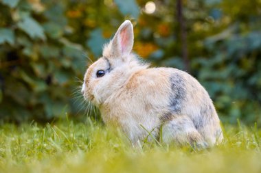 Beyaz kahverengi yavru tavşancık çimlerin üzerinde duruyor ve kameraya bakıyor, arka planda doğa bulanıklaşıyor. Paskalya hayvanı yeni doğmuş tavşan konsepti. Baharda yeşil tarlada genç kahverengi tavşan.
