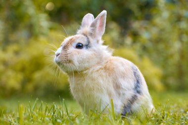 White brown baby bunny standing in the grass and looking at the camera, with nature blurred in the background. Easter animal new born bunny concept. Young brown rabbit in green field in spring. clipart