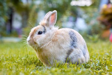 Beyaz kahverengi yavru tavşancık çimlerin üzerinde duruyor ve kameraya bakıyor, arka planda doğa bulanıklaşıyor. Paskalya hayvanı yeni doğmuş tavşan konsepti. Baharda yeşil tarlada genç kahverengi tavşan.