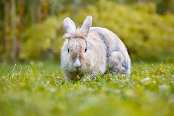 Белый Коричневый Кролик Стоящий Траве Смотрящий Камеру Заднем Плане Размыта — стоковое фото