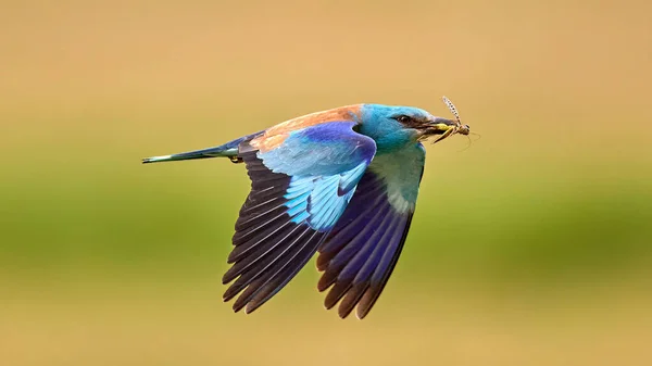Mavi silindir, (Coracias garrulus) uçarken gagasında avıyla. Doğal ortamında Avrupa Roller 'i (Coracias garrulus)